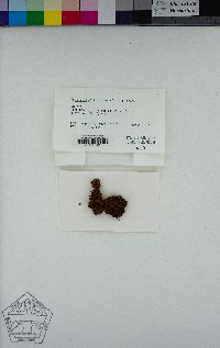 Amphidium californicum image