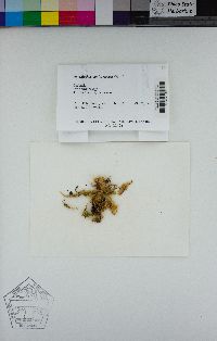 Homalothecium fulgescens image