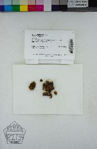 Ulota phyllantha image