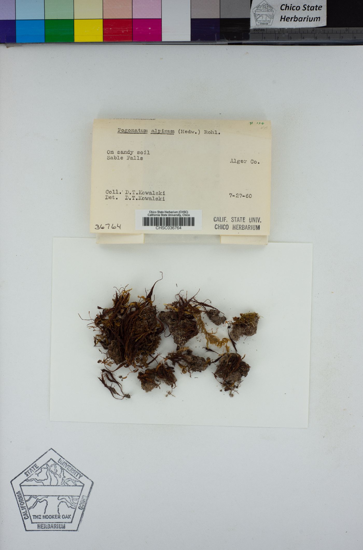 Polytrichastrum alpinum var. alpinum image