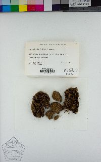 Image of Asterella gracilis