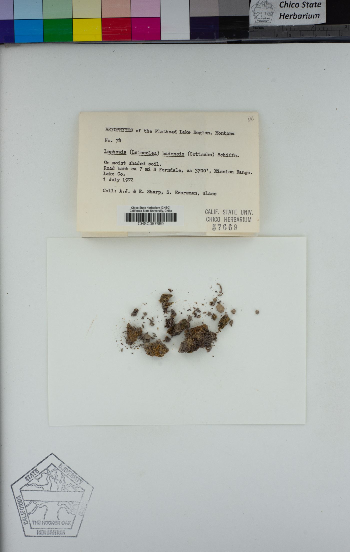 Lophozia badensis image