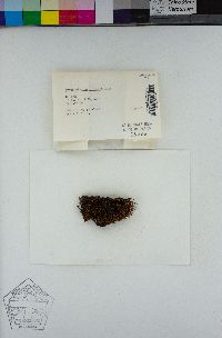 Ptychomitrium gardneri image