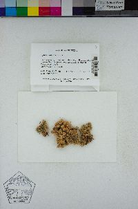 Sphagnum strictum image