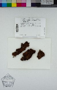 Groutiella apiculata image