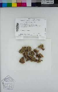 Image of Leucobryum martianum