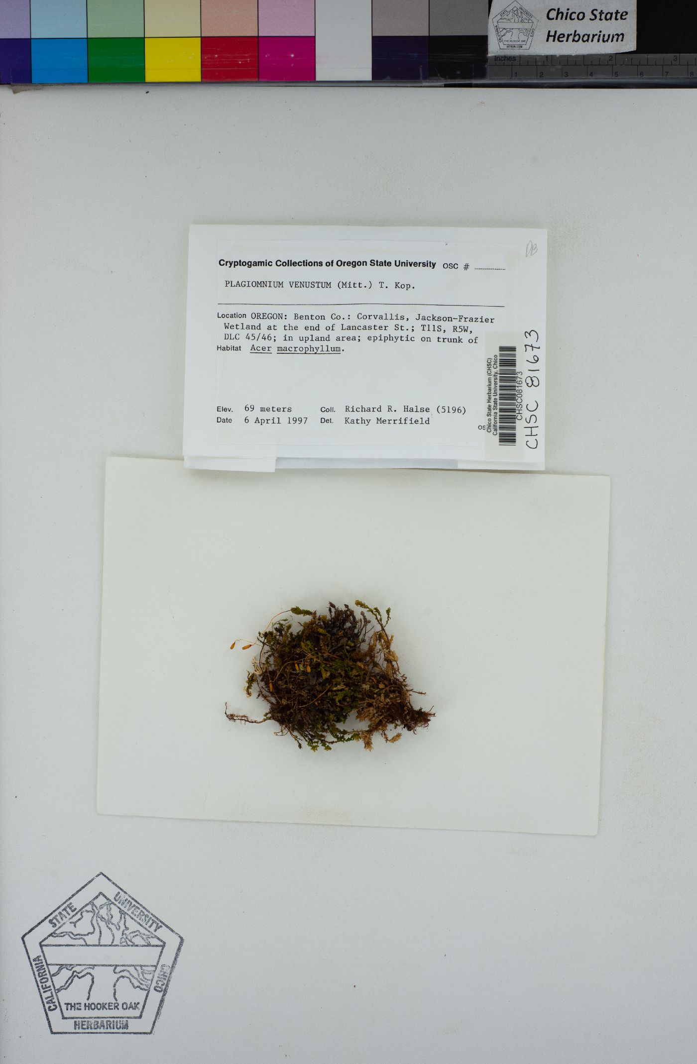 Plagiomnium venustum image