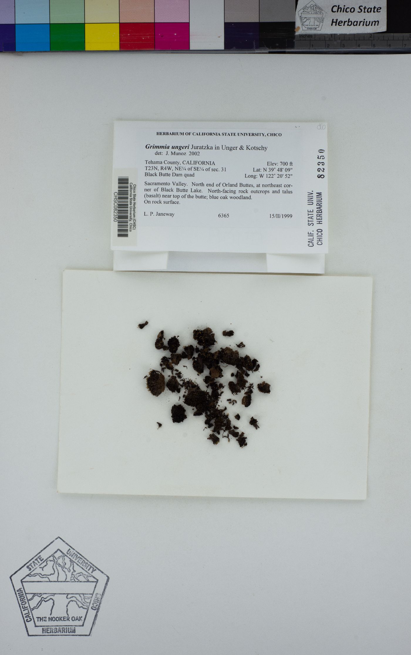 Grimmia ungeri image