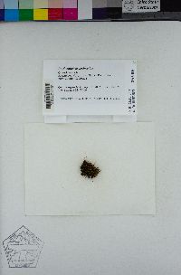 Ptychomitrium gardneri image