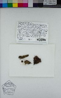Cephalozia lunulifolia image