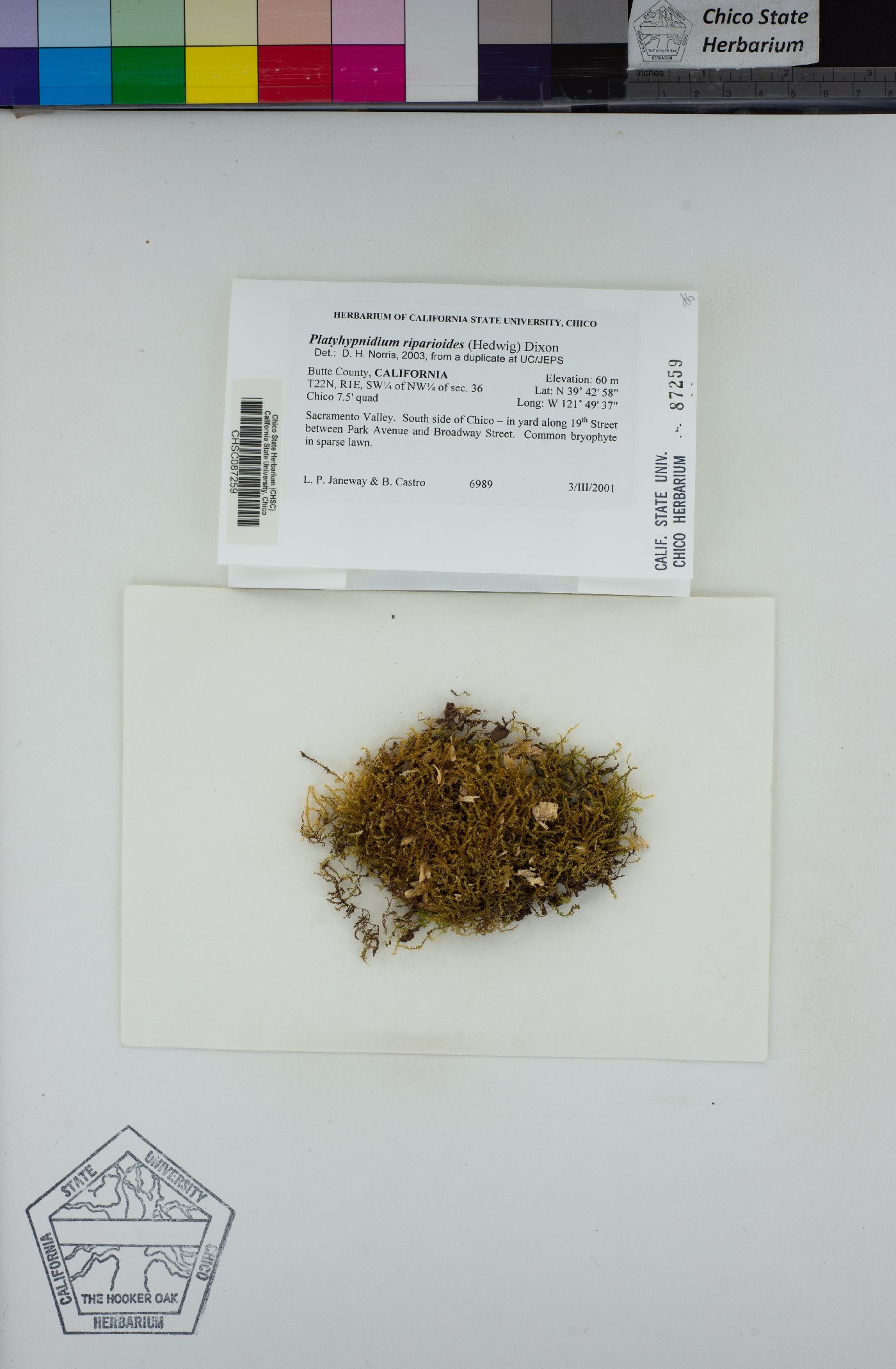 Platyhypnidium riparioides image