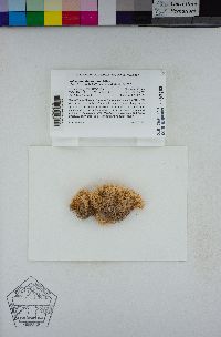 Image of Sphagnum fimbriatum