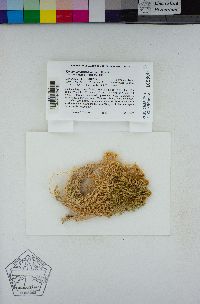 Sphagnum mendocinum image