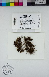 Grimmia trichophylla image