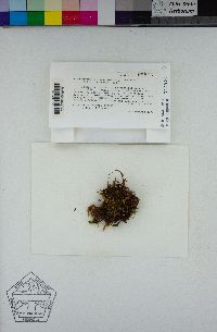 Image of Plagiomnium venustum
