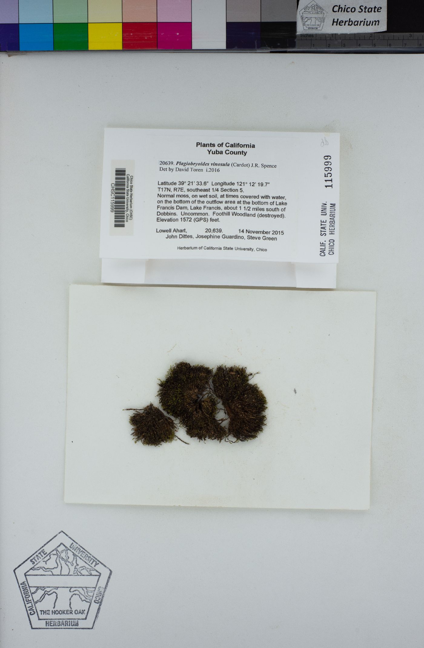 Plagiobryoides vinosula image