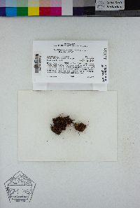 Image of Rosulabryum erythroloma