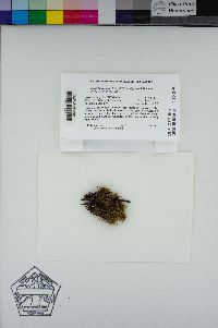 Brachytheciastrum leibergii image