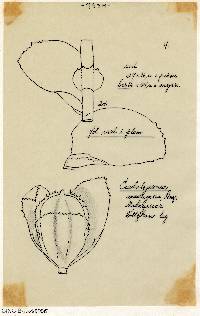 Caudalejeunea reniloba image