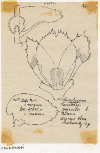 Spruceanthus semirepandus image