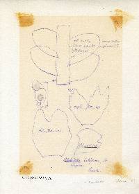 Alobiellopsis parvifolia image