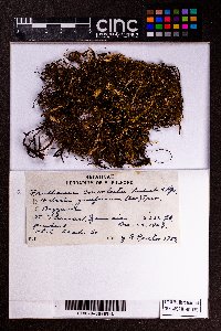 Frullania convoluta image