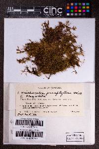 Leiomitra paraphyllina image