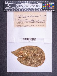 Leptolejeunea epiphylla image