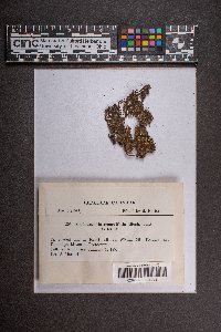 Cylindrocolea recurvifolia image
