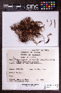 Ceratolejeunea spinosa image