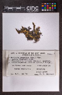 Ceratolejeunea spinosa image