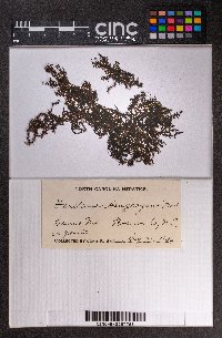 Frullania asagrayana image