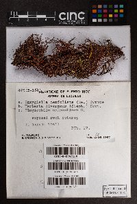Syzygiella perfoliata image