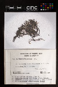 Ceratolejeunea patentissima image