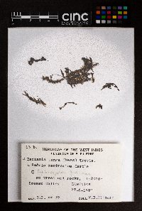 Leptoscyphus gibbosus image