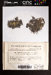 Bazzania japonica image