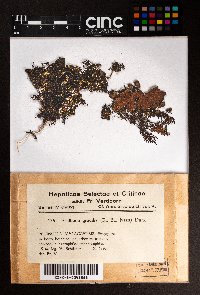 Frullania gracilis image