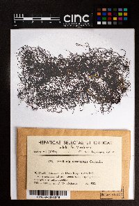 Frullania ternatensis image