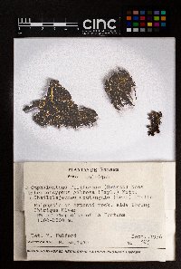 Leptoscyphus gibbosus image