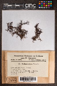 Frullania serrata image