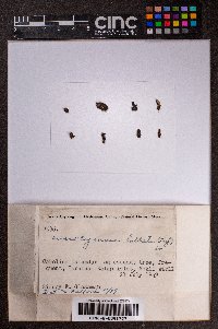 Microlejeunea bullata image