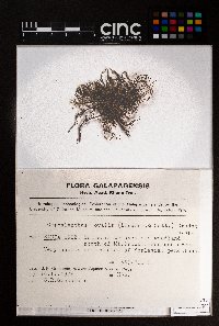 Cheilolejeunea ovalis image