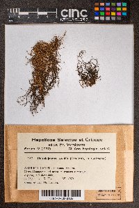 Cheilolejeunea ovalis image