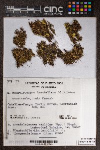 Plagiochila distinctifolia image