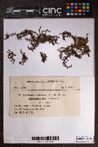 Frullania nodulosa image