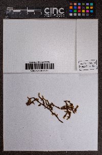 Frullania stipatiloba image