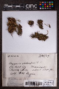 Bazzania pycnophylla image