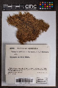 Bazzania affinis image