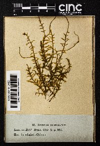 Calliergonella cuspidata image