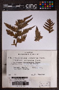 Metzgeria epiphylla image